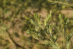 Acacia irrorata
