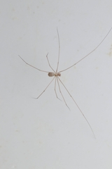 Micropholcus fauroti