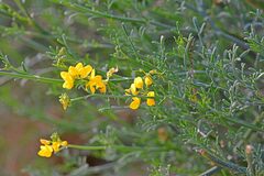 Coronilla juncea