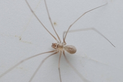 Micropholcus fauroti