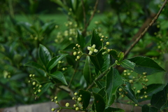 Euonymus spraguei