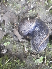 Tandonia sowerbyi