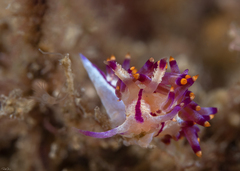 Coryphellina rubrolineata