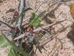 Raphionacme velutina