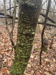 Candelariella efflorescens