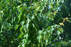 Acer morrisonense