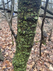 Candelariella efflorescens