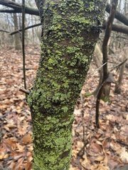 Candelariella efflorescens