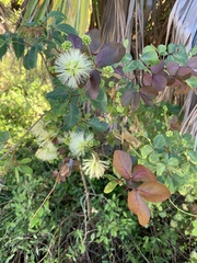 Pithecellobium dulce