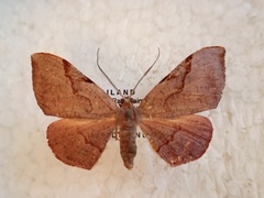 Hypochrosis baenzigeri