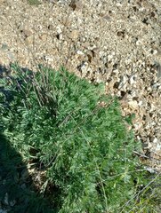 Eschscholzia californica