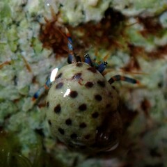 Echinolittorina mespillum