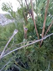 Eschscholzia californica