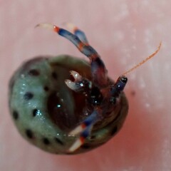 Clibanarius tricolor