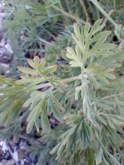 Eschscholzia californica