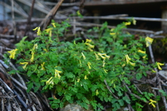 Corydalis pallida