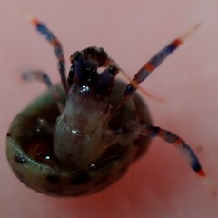 Clibanarius tricolor