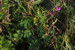 Tephrosia obovata