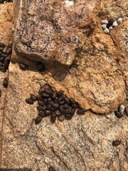 Oreotragus oreotragus