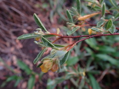 Hermannia lavandulifolia