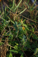 Tephrosia obovata