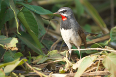 Calliope tschebaiewi