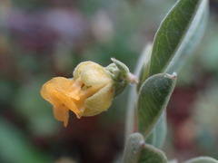 Hermannia lavandulifolia