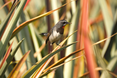 Calliope tschebaiewi