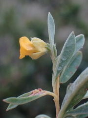 Hermannia lavandulifolia