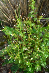 Epilobium amurense