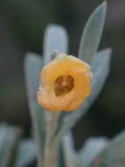 Hermannia lavandulifolia