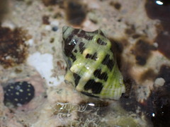 Vasula deltoidea