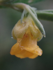 Hermannia lavandulifolia