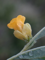 Hermannia lavandulifolia