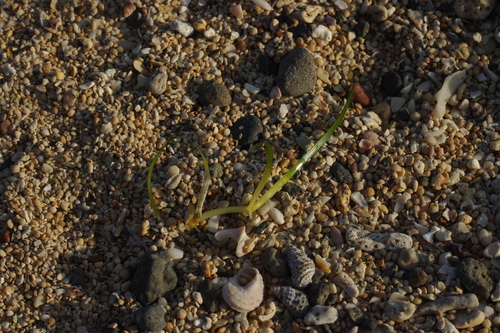 Image of Zostera japonica by (c) Cheng-Te Hsu, some rights reserved (CC BY)