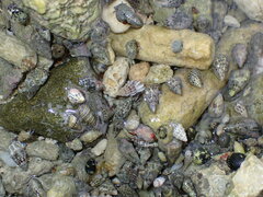 Clibanarius tricolor