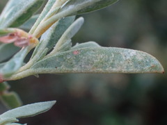 Hermannia lavandulifolia