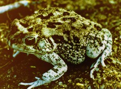 Sclerophrys xeros