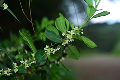 Ilex maximowicziana