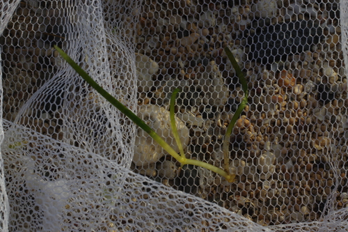 Image of Zostera japonica by (c) Cheng-Te Hsu, some rights reserved (CC BY)