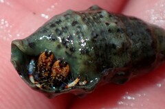 Clibanarius tricolor