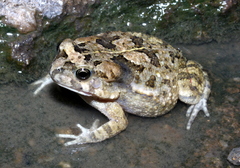Sclerophrys xeros