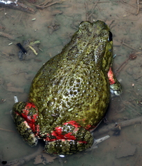 Sclerophrys xeros