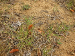Zoysia