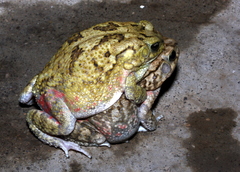 Sclerophrys xeros