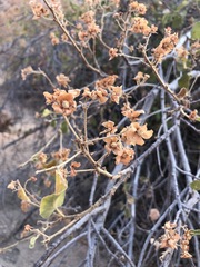 Image of Dombeya rotundifolia