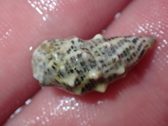 Cerithium litteratum