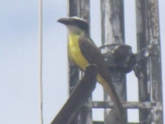 Megarynchus pitangua