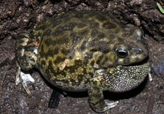 Sclerophrys xeros