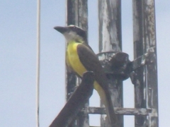 Megarynchus pitangua